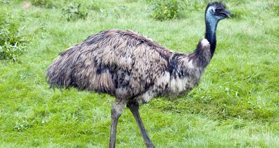 Emu returned after six days on the run